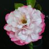 Curs Modelaj Bujor Sarah Bernhardt