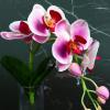 Curs Modelaj Orhidee Phanaelopsys
