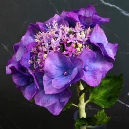 Curs Modelaj Hortensia Lace