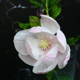 Curs Modelaj Magnolia