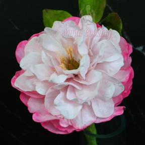 Curs Modelaj Bujor Sarah Bernhardt