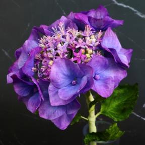 Curs Modelaj Hortensia Lace