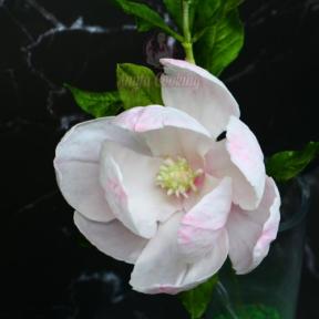 Curs Modelaj Magnolia